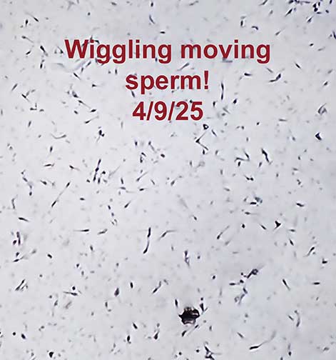 040925DanielSpermroyalstandardpoodlespuppiesforsale