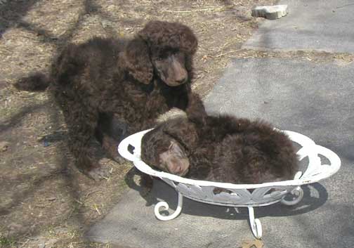 7wkstandardpoodlepuppiesforsalebasket.jpg