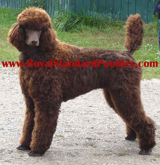 Bruno072509profilebrownroyalstandardpoodlewww copy.jpg Bruno072509profilebrownroyalstandardpoodlewww copy.jpg