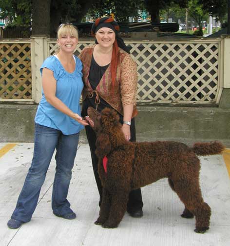 BrunobrownroyalstandardpoodlesNY.jpg BrunobrownroyalstandardpoodlesNY.jpg