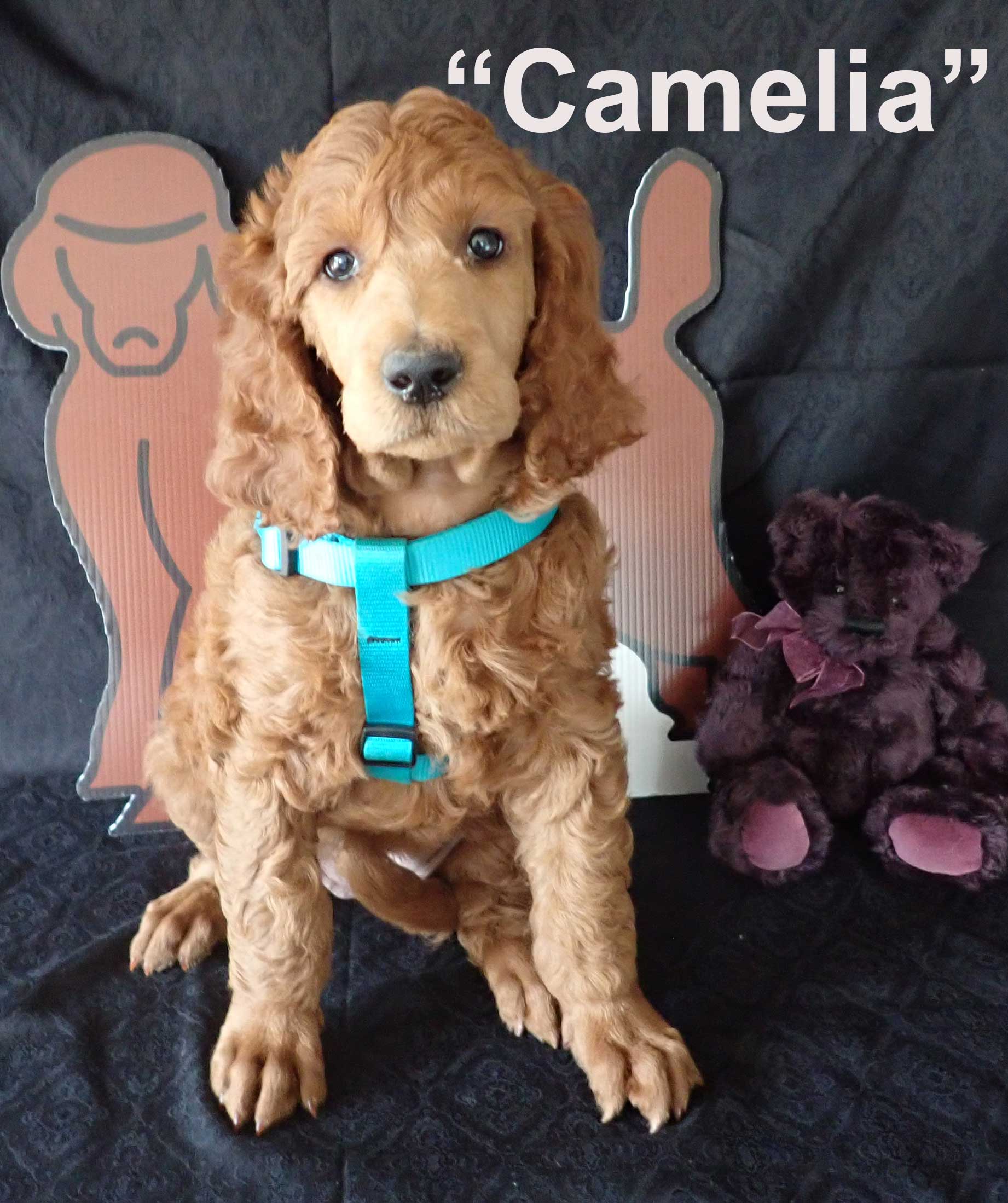 Camelia7wksredroyalstandardpoodles.jpg Camelia7wksredroyalstandardpoodles.jpg