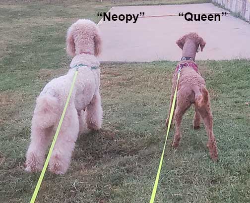 NeopyQueen.jpg NeopyQueen.jpg