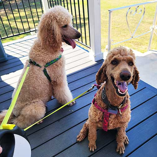 NeopyQueen03.jpg NeopyQueen03.jpg