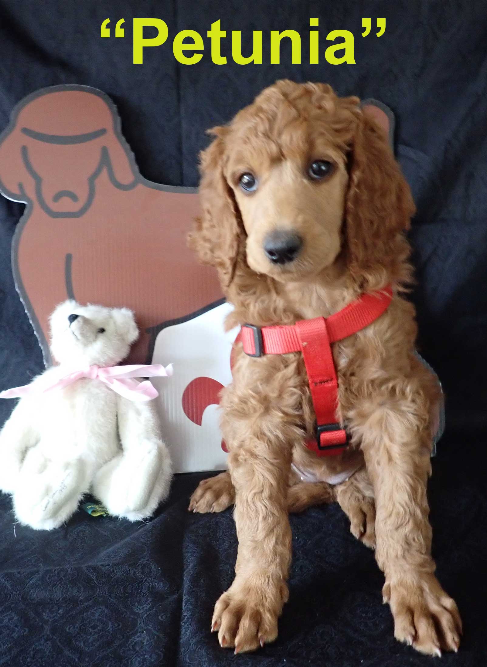 Petunia7wksredroyalstandardpoodles.jpg Petunia7wksredroyalstandardpoodles.jpg