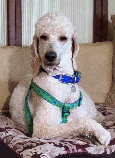 RoyalStandardPoodlesneopy3yr.jpg RoyalStandardPoodlesneopy3yr.jpg