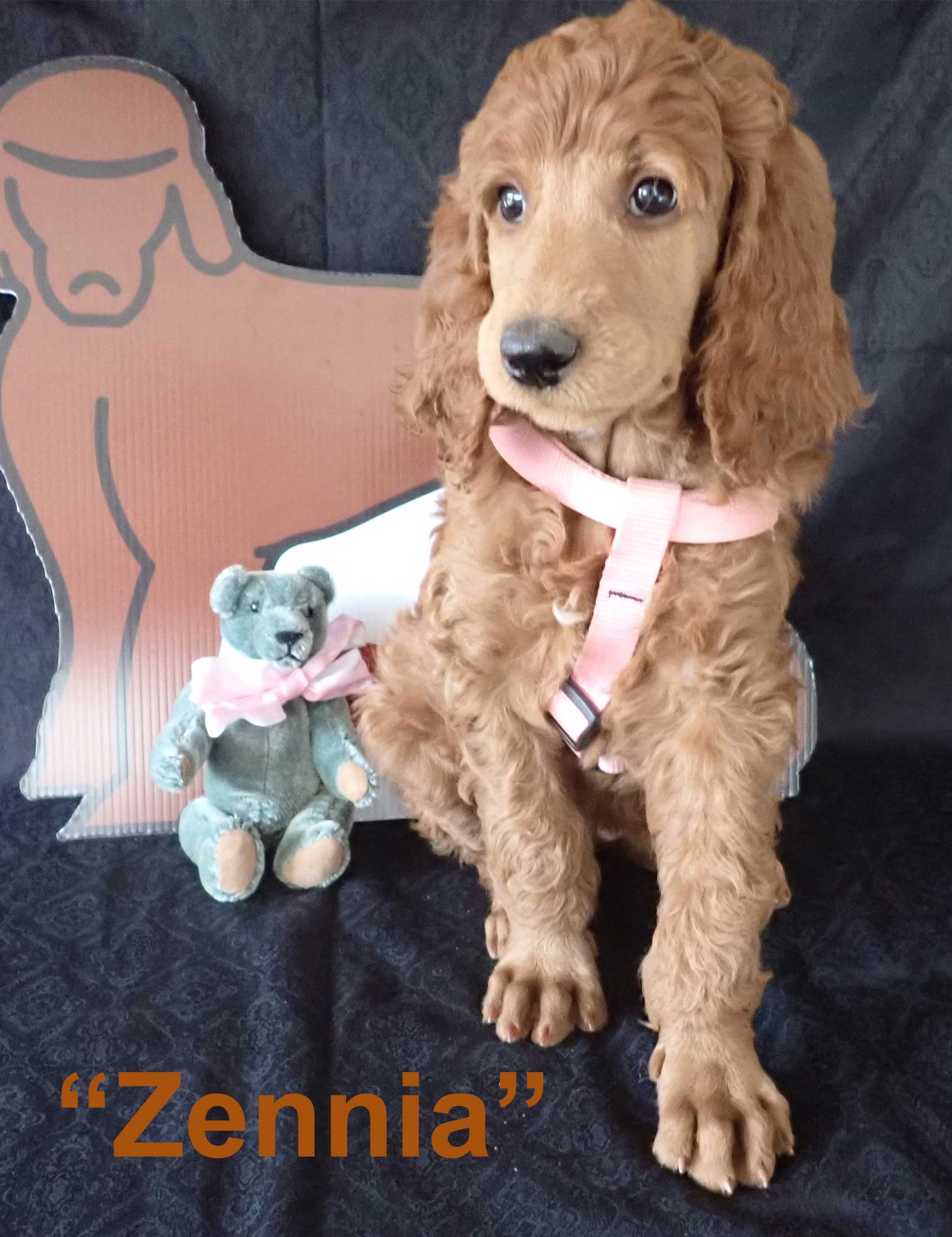 Zennia7wksredroyalstandardpoodles Zennia7wksredroyalstandardpoodles
