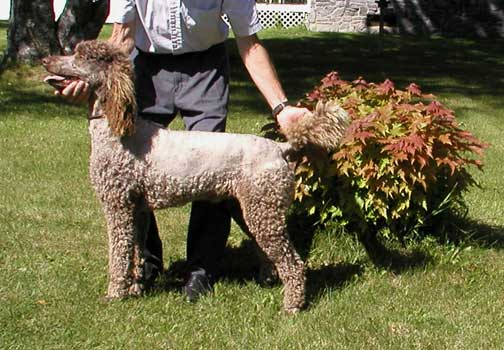 brunobrownroyalstandardpoodlemaple.jpg brunobrownroyalstandardpoodlemaple.jpg