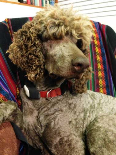 brunolargestandardpoodlechair.jpg brunolargestandardpoodlechair.jpg