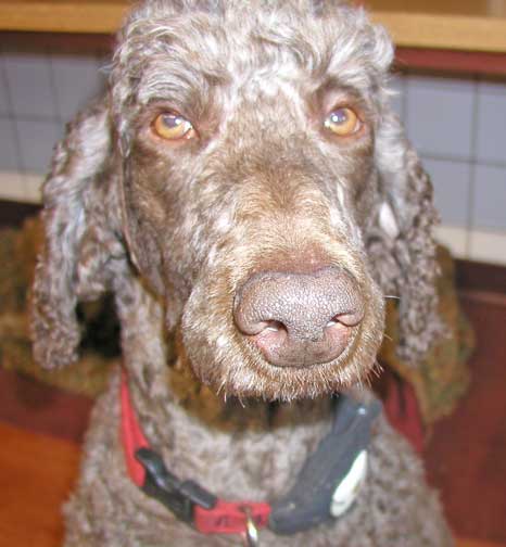 brunolargestandardpoodlemugshot01 brunolargestandardpoodlemugshot01