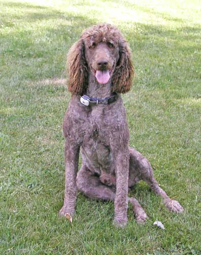 brunolargestandardpoodlesitting.JPG brunolargestandardpoodlesitting.JPG