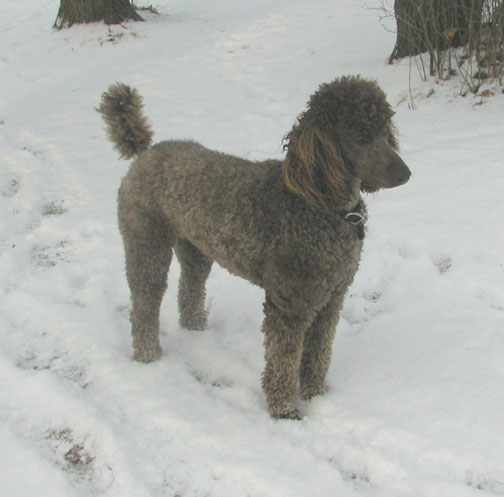 brunoroyalsbrownstandadpoodlessnow01.jpg brunoroyalsbrownstandadpoodlessnow01.jpg