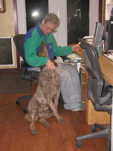 brunoroyalstandardpoodlearch01.jpg brunoroyalstandardpoodlearch01.jpg