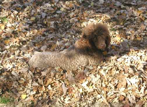 brunoroyalstandardpoodleleaves02.jpg brunoroyalstandardpoodleleaves02.jpg