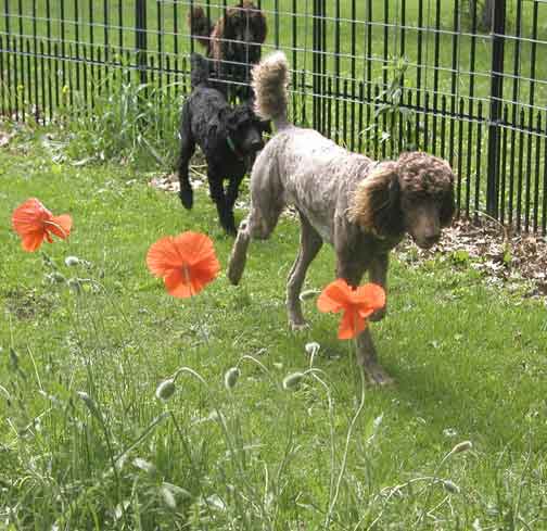 brunoroyalstandardpoodlepoppies03.jpg brunoroyalstandardpoodlepoppies03.jpg