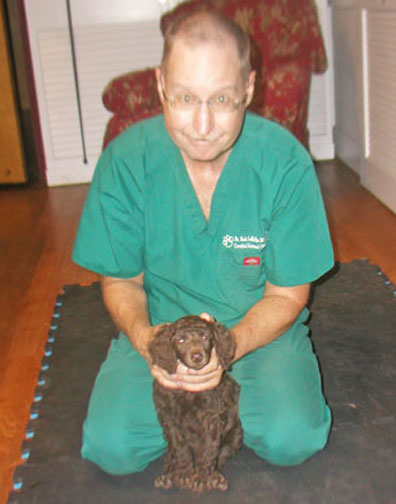 chiropracticcarestandardpoodles30puppy.jpg chiropracticcarestandardpoodles30puppy.jpg