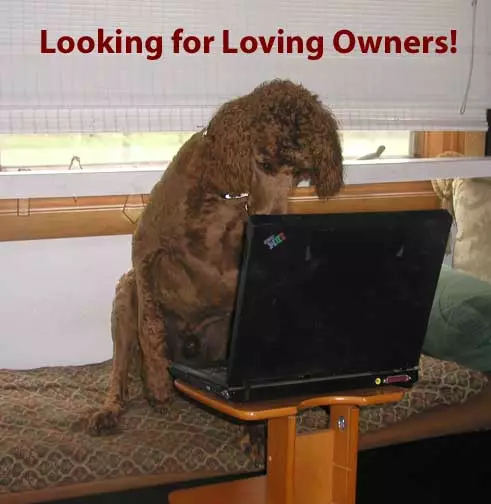 daniellovingowners.jpg daniellovingowners.jpg