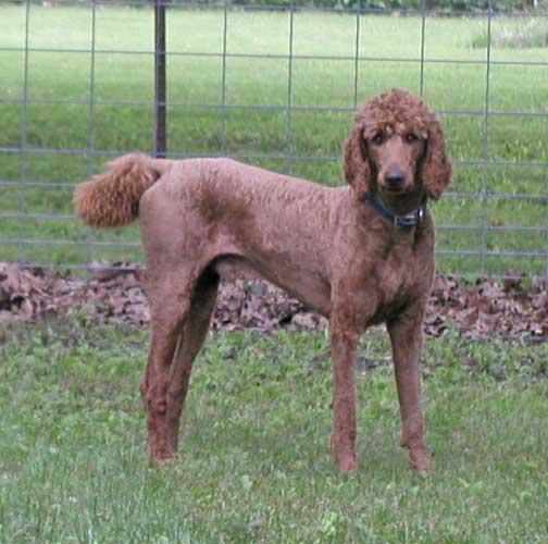 danielredstandardpoodlepark