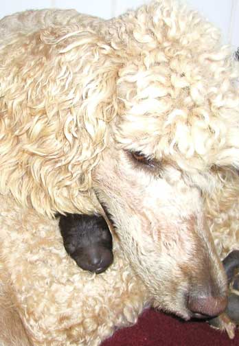 eb1wk21royalstandardpoodles.jpg eb1wk21royalstandardpoodles.jpg