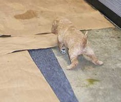 ed3wkredstandardpoodles27.jpg ed3wkredstandardpoodles27.jpg