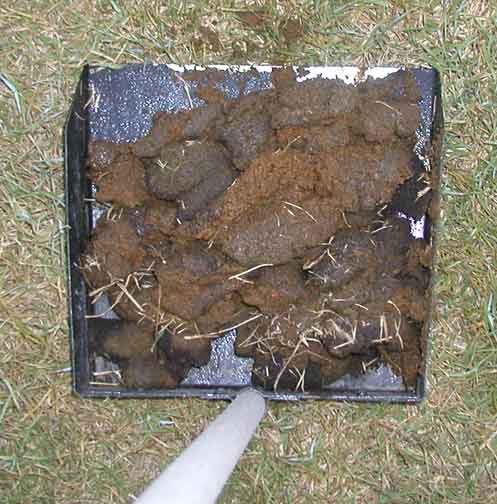 ed7wk16largeredstandardpoodles ed7wk16largeredstandardpoodles