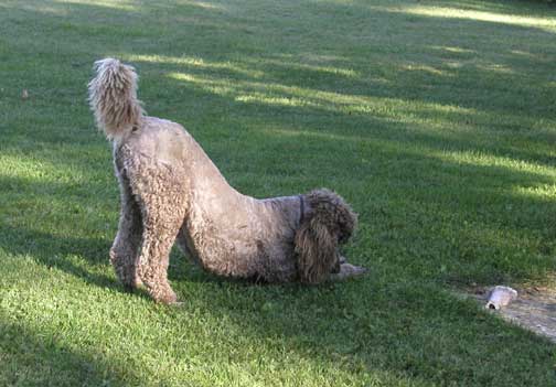 funbrunobrownroyalstandardpoodlegoodstuff.jpg funbrunobrownroyalstandardpoodlegoodstuff.jpg