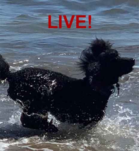 hinataroaylstandardpoodlewater.jpg hinataroaylstandardpoodlewater.jpg