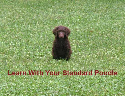 learningwithmystandardpoodle.jpg