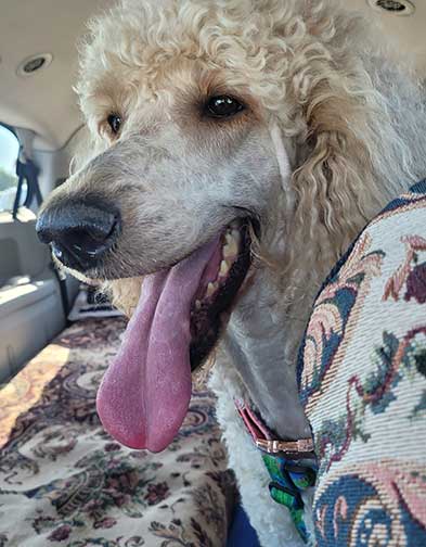 neopy3yrs01.jpg neopy3yrs01.jpg