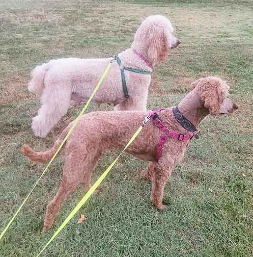 neopy3yrs04.jpg neopy3yrs04.jpg