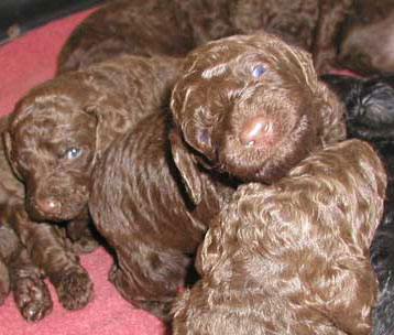 puppies01.jpg