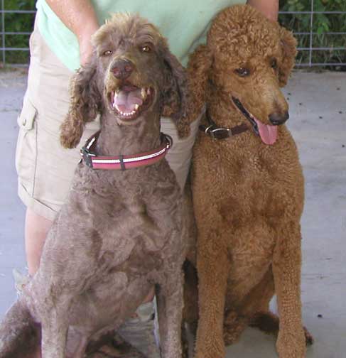 rangerbrunoRoyalstandardpoodles03.jpg rangerbrunoRoyalstandardpoodles03.jpg