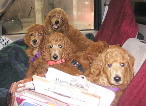 redstandardpoodlepuppiestruck02.jpg