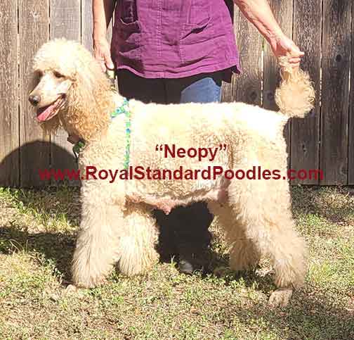 wwwNeopy.jpg wwwNeopy.jpg