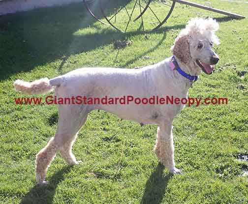 wwwNeopy4yrsroyalstandardpoodle wwwNeopy4yrsroyalstandardpoodle